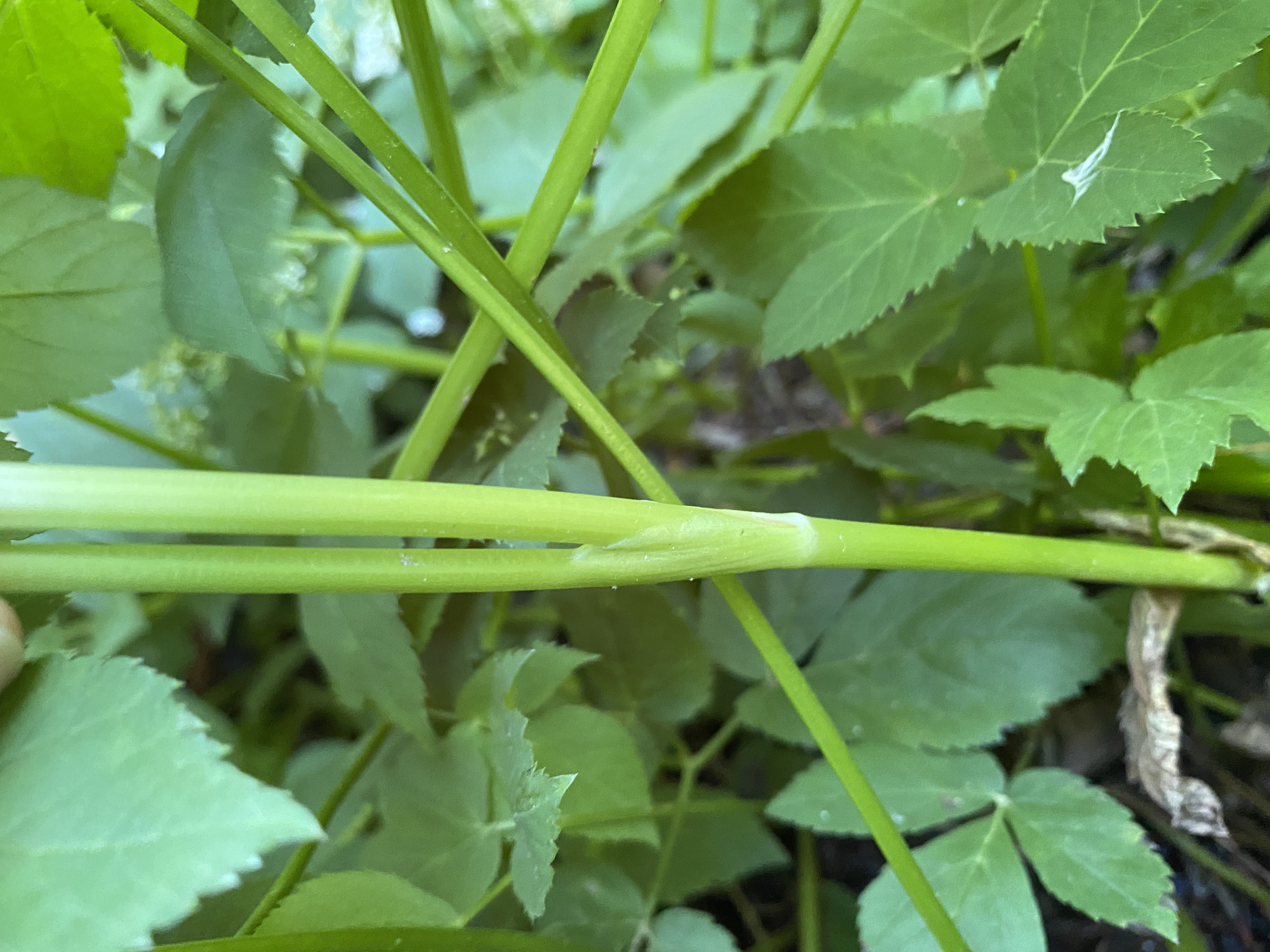 The photo is of a goutweed stem.  The stems are hairless, ridged, and branched.